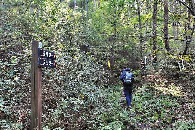수포교를 건너 소나무가 숲을 이룬 임도를 따르면 지실골로 접어드는 이정표를 만난다.