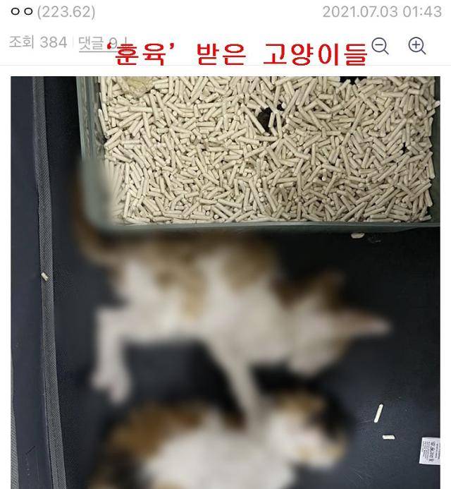 인터넷 커뮤니티 '길고양이 이야기'에 올라온 일부 게시물 사진. 자신이 학대한 고양이 사체를 전시하고 있다. 커뮤니티 캡처