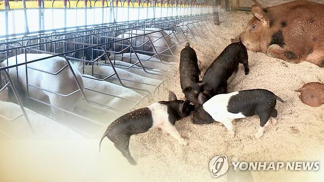 "아프리카돼지열병 전파 막아라"(CG) [연합뉴스TV 제공]