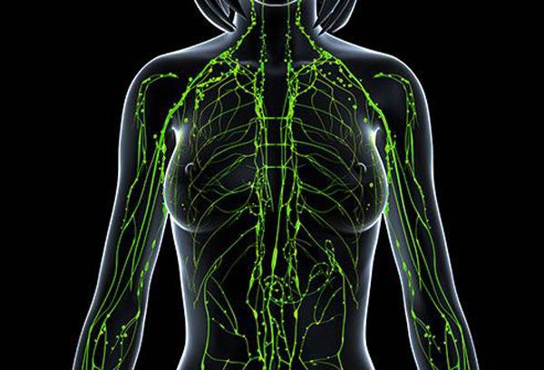 림프체계. 림프체계는 면역시스템의 한 부분으로 혈관, 신경계와 함께 우리 몸 곳곳에 퍼져 있다. [사진 제공 = 웹엠디(Webmd)]