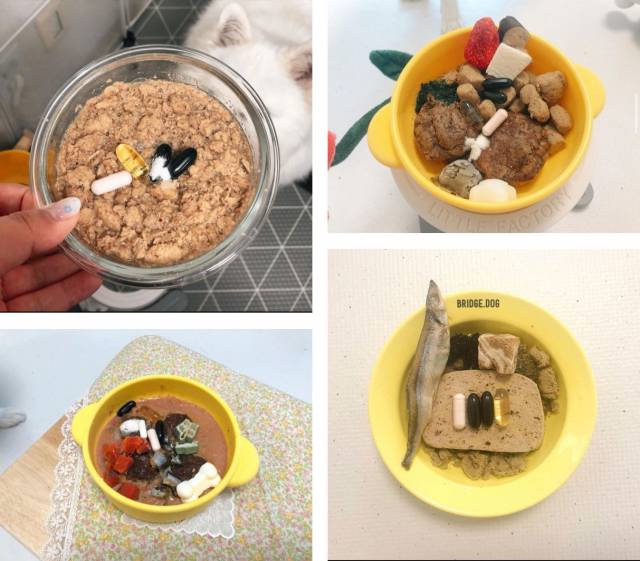 반려견의 상태와 증상에 맞는 영양제·보조제를 공부해 급여하는 견주들이 늘고 있다. /양씨 인스타그램 캡처