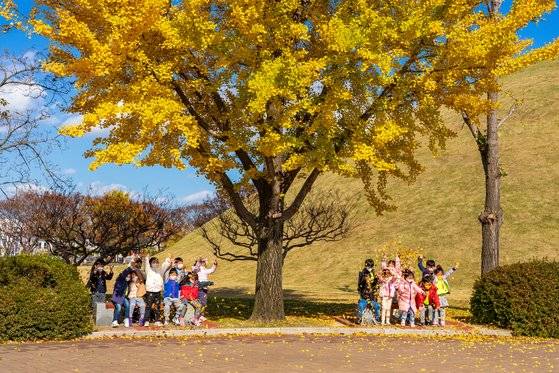 황남대총 은행나무 아래서 낙엽을 던지며 놀고 있는 아이들의 모습.