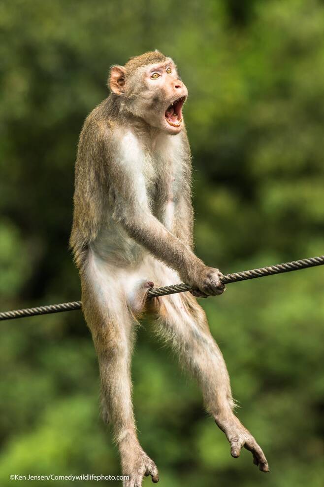 영국 사진작가 켄 젠슨이 출품한 ‘아야!’(Ouch!)라는 제목의 원숭이 사진이 올해 코미디 야생동물 사진상에서 종합 우승을 차지했다.