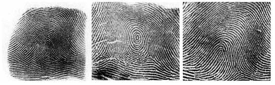 지문은 유형에 따라 크게 세가지로 나뉜다. 왼쪽부터 활 모양의 궁상문, 달팽이 모양의 와상문, 말발굽 모양의 제상문. [중앙포토]