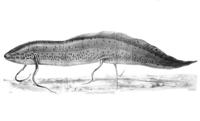 서아프리카 폐어 그림. 허파 호흡이 가능하고 뼈와 살집이 있는 지느러미를 지닌 오랜 계통의 물고기이다. 건기에 물이 마르면 다음 비가 올 때까지 휴면에 들어간다. 위키미디어 코먼스 제공.
