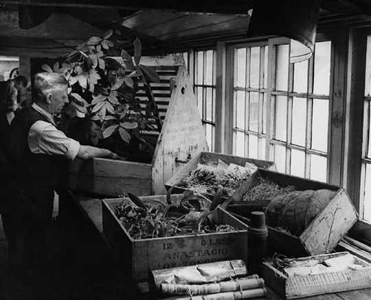 세계 여러 나라로부터 난초 등 희귀 식물들을 싣고 영국 왕립 식물원 큐가든에 도착한 워디언 케이스(1890년경).