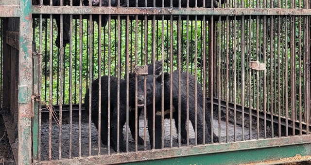 [용인=뉴시스] 박종대 기자 = 6일 경기 용인시 한 곰 사육농가에서 곰 2마리가 탈출한 가운데 해당 농가에서 키우고 있는 다른 곰들이 사육장 안에서 돌아다니고 있다. 2021.7.6. pjd@newsis.com *재판매 및 DB 금지