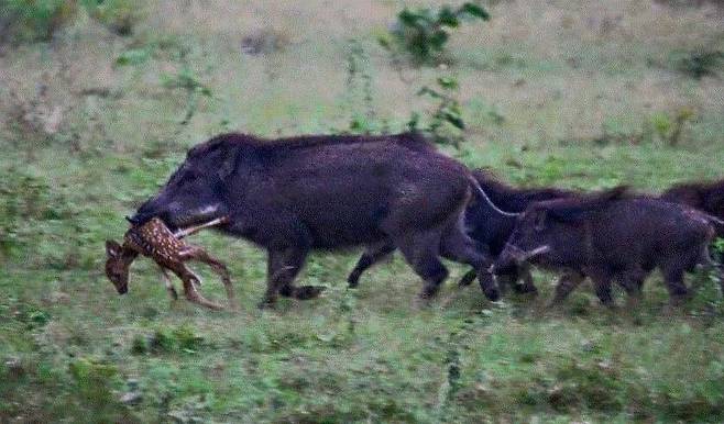 멧돼지 무리 우두머리가 새끼 사슴을 입에 물고 다니고 있다. 이 멧돼지가 사슴을 잡아먹었는지는 확인되지 않았다. /Michigan United Conservation Clubs