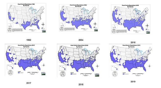 /미 농무부  최근 40년간 미국 내 떠돌이돼지 분포도. 북부를 제외한 중남부의 인구 밀집 지역에서 대부분 발견되고 있다.