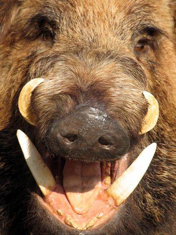 미 서북부 워싱턴주에서 발견된 떠돌이돼지. 두 쌍의 날카로운 이빨이 살벌한 맹수의 풍모를 보여주고 있다. /워싱턴주 외래침입종 위원회