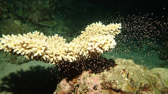 어미-아비 산호가 각각 난자,정자를 수중에 흩뿌리고 있다.