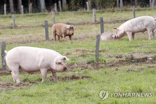 들판에 있는 돼지들의 모습. [EPA=연합뉴스 자료사진. 재배포 및 DB 금지]