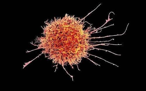전이암의 씨앗이 동면에서 깨는 걸 막는 NK세포  NK세포의 주기능은 암세포나 병원체 감염 세포 등을 직접 파괴하는 것이다.
그런 NK세포가 인터페론-감마를 분비해 동면 중인 전이암 세포의 재활성화를 막는 것으로 보고됐다. 
스위스 바젤대 연구진의 2021년 6월 2일 저널 '네이처' 논문 참고.
[미국 NIAID(국립 알레르기 감염병 연구소) 사진 제공, 재판매 및 DB 금지]