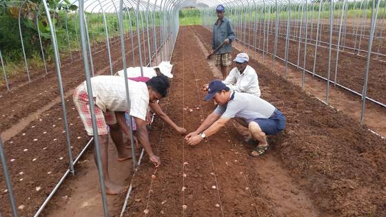 [스리랑카·2017·양파] 성과 : 양파 우량 종자 생산·보급, 생산량 10% 증가