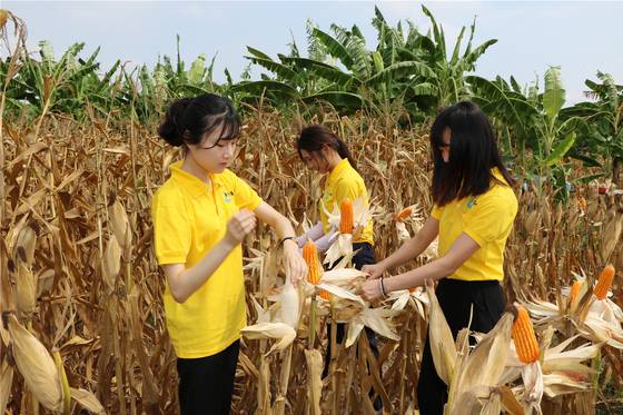 [캄보디아·2017·육계] 성과 : 사료용 옥수수 연계 육계 생산, 육계 생존율 11.6% 증가