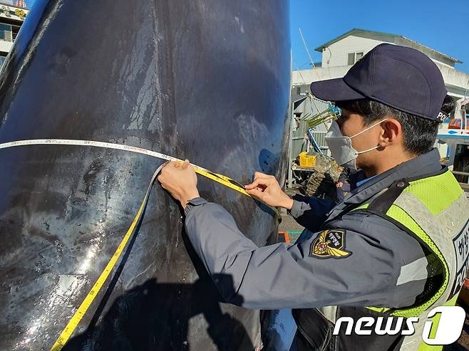 28일 강원 양양군 남애항으로 밍크고래 한 마리가 인양된 가운데 이날 해양경찰이 인양된 고래의 둘레를 측정하고 있다. (속초해양경찰서 제공) 2021.11.28/뉴스1