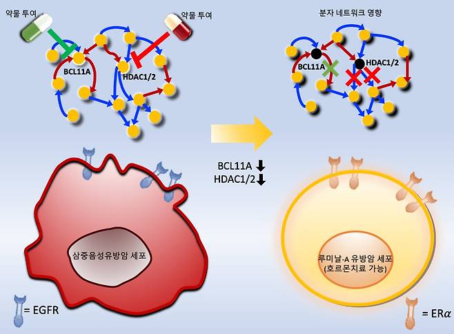 삼중음성 유방암 세포에 새롭게 발굴된 분자타겟인 BCL11A와 HDAC1/2의 발현을 억제하는 약물을 투여하게 되면 암세포 분자네트워크가 변형되고 그 결과 루미날-A 유방암 세포로 리프로그래밍됨으로써 호르몬치료가 가능하게 된다.[KAIST 제공]