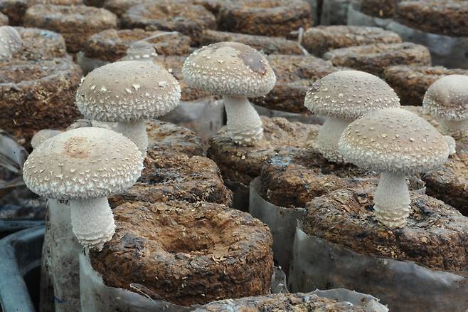 [대전=뉴시스] 국립산림과학원이 개발한 고품질 표고버섯 신품종 '태향고'. *재판매 및 DB 금지