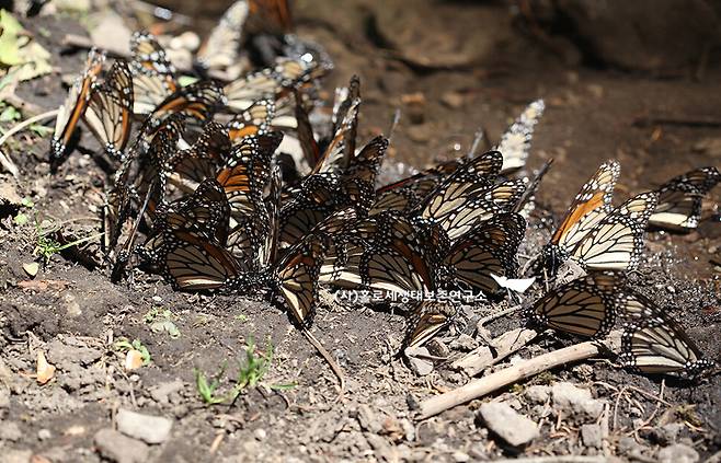 캐나다에서 멕시코까지 해마다 장거리 이동하는 제왕나비는 큰 무리를 이루지만 천적이 거의 없는 이유는 몸속의 독성 때문이다.
