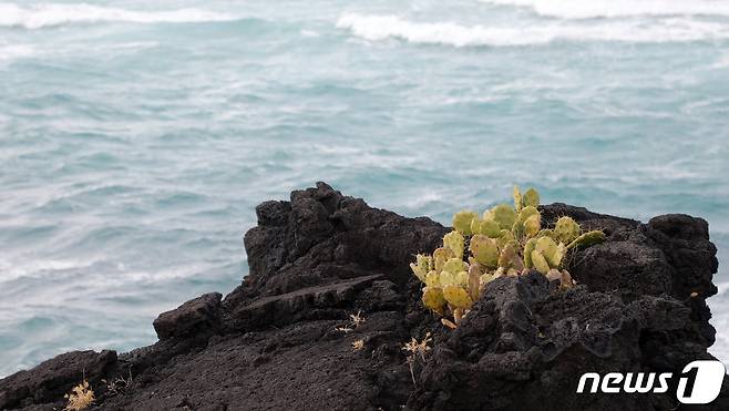제주시 한림읍 월령리 손바닥 선인장. 이곳은 국내 유일의 선인장 군락지다.© 뉴스1
