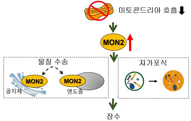 미토콘드리아 돌연변이에서 MON2 단백질이 장수를 유도하는 개념도.[KAIST 제공]