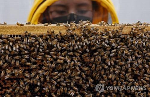 콜롬비아 양봉업자가 꿀벌 봉군을 살펴보는 장면  [EPA 연합뉴스 자료사진]