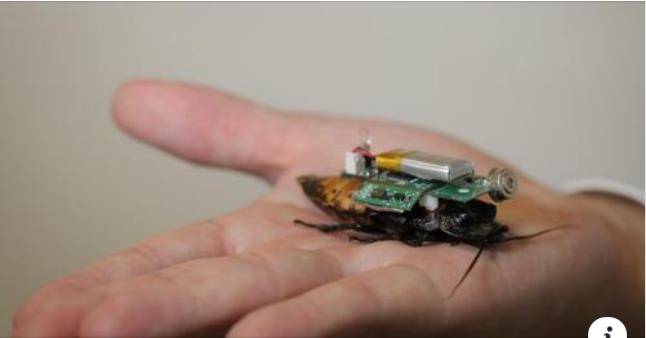 마다가스카르휘파람바퀴벌레 등에 적외선 카메라 등 ‘센서 배낭’이 얹어진 모습. 2021.12.07 스트레이츠 타임스 페이스북 캡처