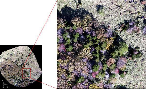 무인기 현장 조사 지점별 객체기반 분류법 분석 결과 - 한라산 고도 1500m 지역 드론 관측 결과국립생물자원관 제공