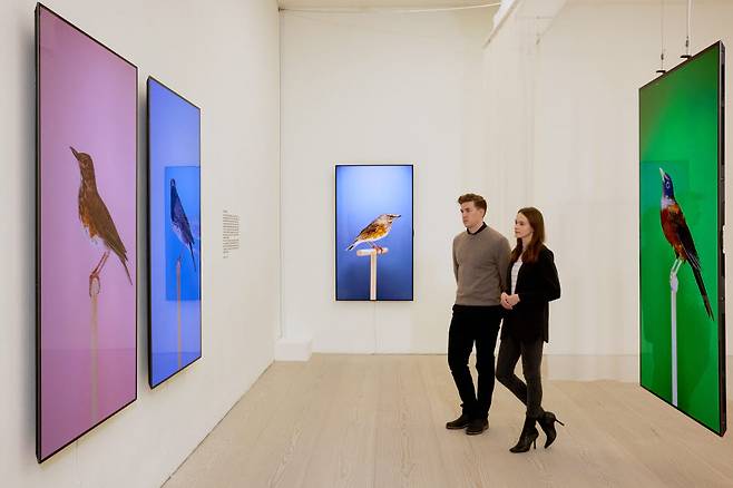 영국 사치갤러리 전시관을 찾은 관람객들이 LG 올레드 TV 미디어 아트 작품들을 감상하고 있다. [자료:LG전자]