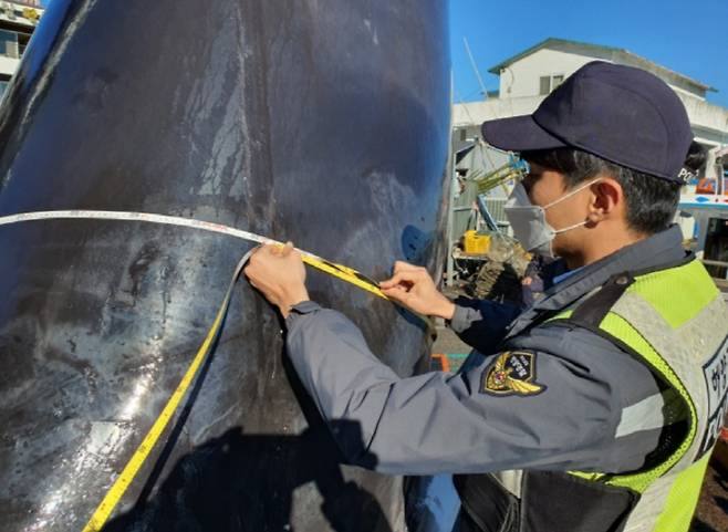 11월 28일 해경이 잡혀온 밍크고래의 둘레를 측정하고 있다. [사진 = 속초해양경찰서]