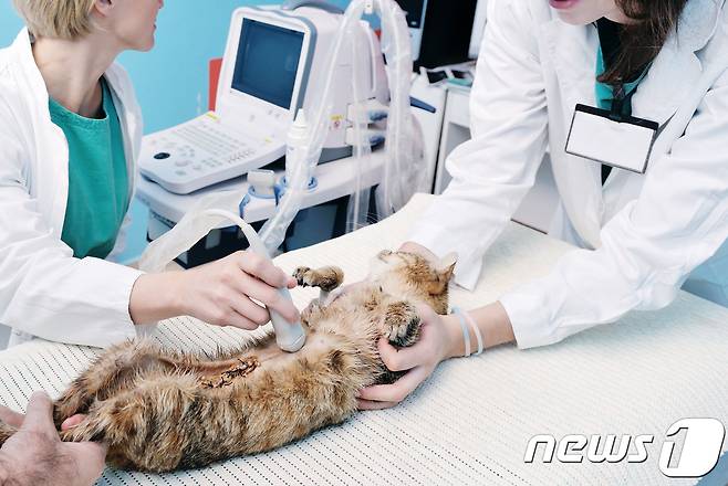 동물병원에서 진료 중인 수의사. 사진 이미지투데이 © News1