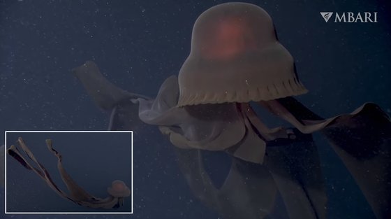 미국 캘리포니아 몬테레이만에서 11월 초 포착된 초대형 '유령 해파리'. [MBARI 유튜브 캡처]