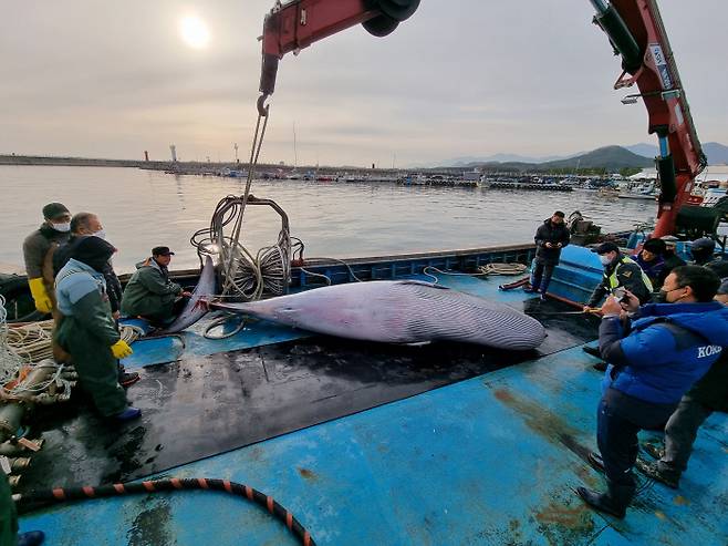 지난 11일 강원 고성군 공현진 인근 해상에서 죽은채 발견된 밍크고래. 속초해양경찰서 제공