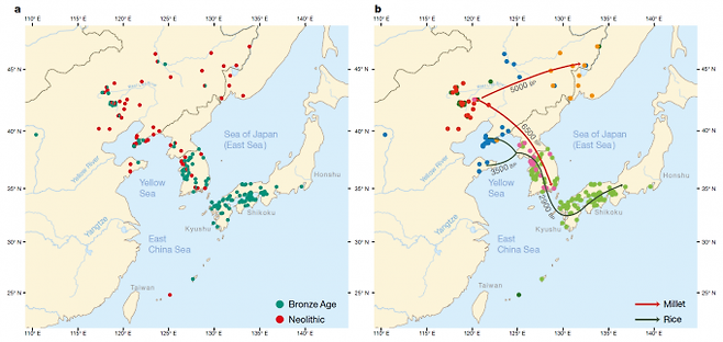 지난주 학술지 ‘네이처’에 실린 논문에 따르면 중국티베트어를 쓰던 사람들이 아니라 한국어/일본어 공통 조상 형태인 트랜스유라시아어를 쓰던 사람들이 5500여 년 전 한반도로 들어오며 기장을 가져왔다. 반면 벼는 3500여 년 전 중국어를 쓰는 사람들이 한반도에 유입되며 가져온 것으로 보인다. 왼쪽 지도는 신석기시대(빨간색)와 청동기시대(녹색) 유적지 분포를 보여주고 있다. 오른쪽 지도는 유적지에서 발굴된 곡물 증거를 토대로 구성한 기장(빨간 선)과 벼(검은 선)의 유입 경로와 시기다(6500 BP(년 전)은 5500 BP의 오타다). 점의 색으로 유적지 문화의 유사성을 나타냈다. 네이처 제공