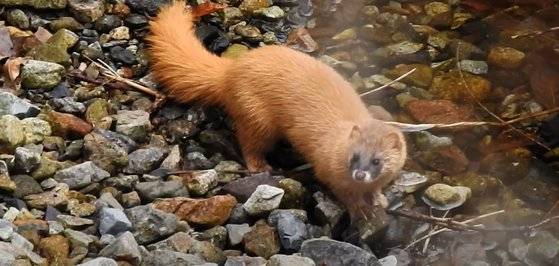 지난 10일 오후 경기 포천시 지장산 계곡서 발견된 ‘족제비’. 이석우 연천임진강시민네트워크 대표