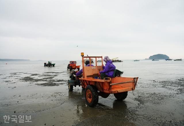 마서면 송석항에서 조개잡이 어민들이 경운기를 타고 갯벌로 나가고 있다.