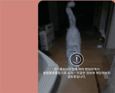 한 카톡 오픈채팅방에 고양이 영상이 필터링 과정을 거쳐 업로드되는 모습. [사진=인터넷 커뮤니티 갈무리]