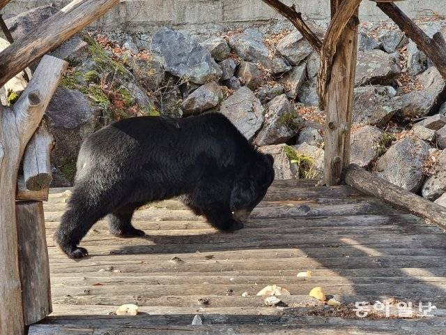 정 씨가 던져 준 배와 곶감을 먹는 ‘강이’. 하동 = 전영한 기자