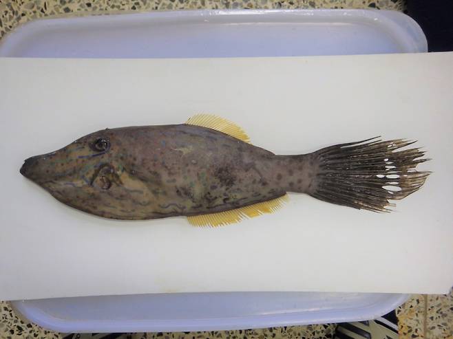 내장에 독을 품고 있는 날개쥐치. 이렇게 꼬리지느러미가 긴 날개쥐치는 잡히자마자 놔줘야 한다. /사진=국립수산과학원