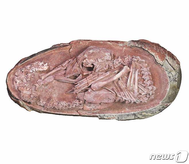 중국 장시성 간저우에서 발견된 공룡 오비랍토르사우루스 아기 화석인 '잉량'의 모습. 21일(현지시간) 과학자들은 이런 웅크린 자세가 새의 조상이 공룡임을 뒷 받침 하는 근거라고 주장했다. 2021.12.22 © AFP=뉴스1 © News1 김민수 기자