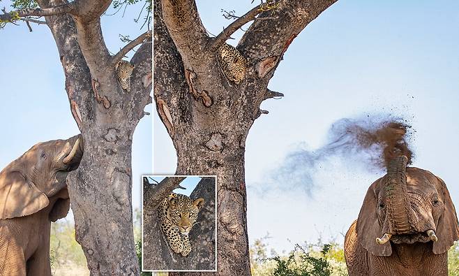 [애니멀 픽!] 포식자 맞아? 코끼리 위협에 나무 위로 도망친 표범