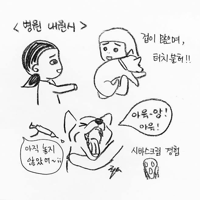 해피펫툰 시바견 © 뉴스1