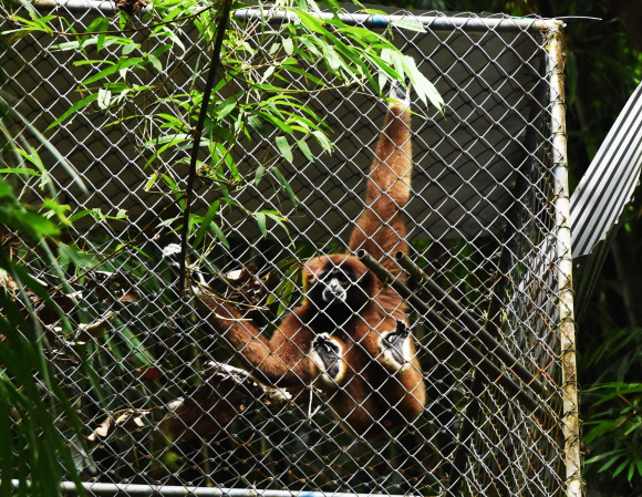 GRP에 수용된 긴팔원숭이.