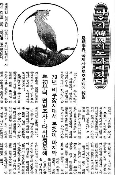 한국에서 따오기가 사라졌다는 결론을 국제자연보호연맹 등에 보고했다는 내용의 동아일보 1984년 기사. 동아일보 DB