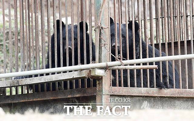 철창 너머 바깥을 바라보는 사육곰들의 눈빛이 애처로워 보인다.