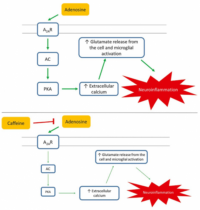 노화나 신경퇴행이 일어난 뇌에서는 아데노신 신호가 증폭돼 신경염증(neuroinflammation)이 심해지며 상황이 악화된다(위). 카페인은 이 신호를 방해해 신경염증이 억제돼 노화나 신경퇴행이 늦춰진다(아래). 'CNS 신경과학&치료학’ 제공