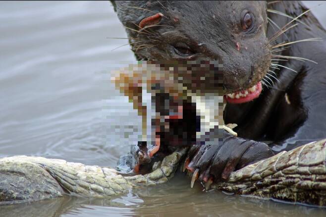 왕수달이 악어를 잡은 뒤 연약한 배쪽을 이빨로 찢어서 살과 내장을 파먹고 있다. /Craig Fast 플리커
