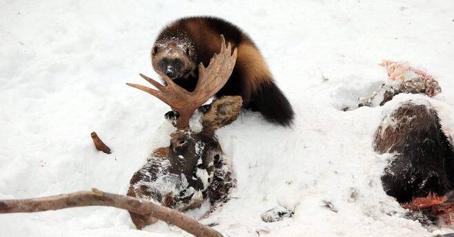 먹이를 찾아 헤매던 울버린이 눈밭에 있던 말코손바닥사슴의 시체를 찾아내 먹고 있다. /PBS 홈페이지