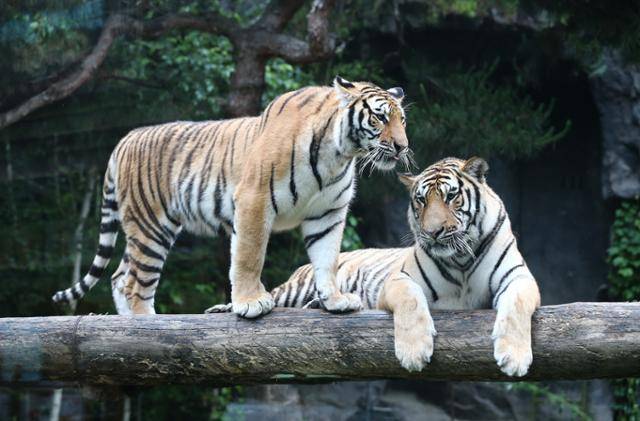 에버랜드의 한국 호랑이 태범(오른쪽)과 무궁이 남매는 올해 9월 또 다른 호랑이 다섯 마리가 태어나면서 국립백두대간수목원에 2년간 맡겨졌다. 국립백두대간수목원 제공