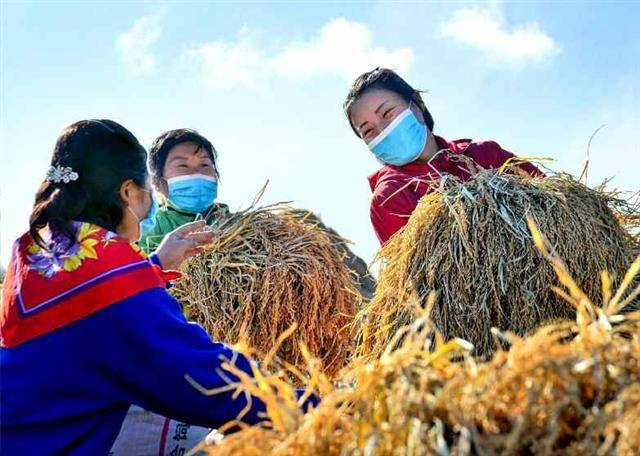 - 북한 노동당 기관지 노동신문은 7일 “승리의 해를 돌이켜볼수록 우리의 긍지와 신심은 드높다”면서 올해를 되돌아보고 “시련 속에서도 웃으며 달려왔다”라고 정리했다. 사진은 가을걷이 중인 북한의 농촌. 2021.12. 7    평양 노동신문 뉴스1